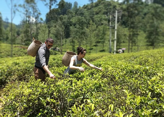 Gk Villa Nuwara EliyaVilla